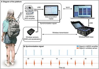 Assessing Neurokinematic and Neuromuscular Connectivity During Walking Using Mobile Brain-Body Imaging